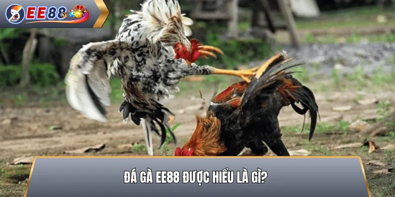 Đá Gà EE88 Được Hiểu Ia Gì?